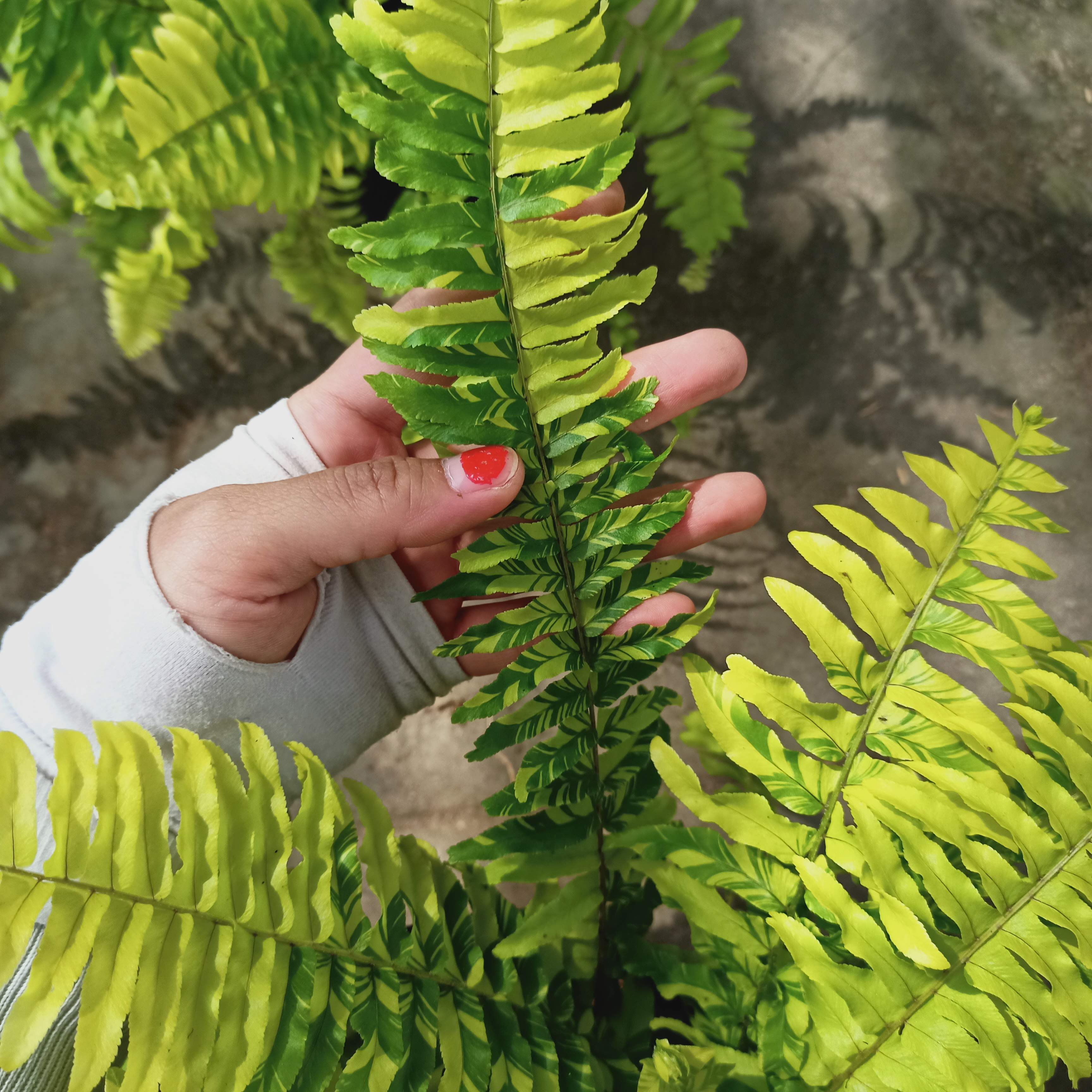 Chậu cây dương xỉ cẩm thạch - Summer Garden