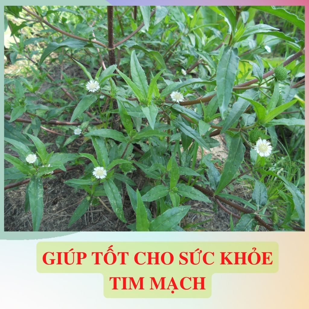 ✅[CHÍNH HÃNG] Cây Cỏ Mực Nhọ Nồi Khô Sạch 1kg