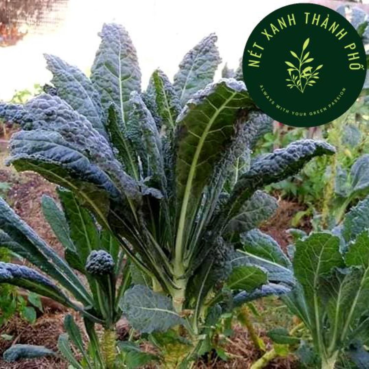 Hạt giống Kale Khủng long, cải Kale