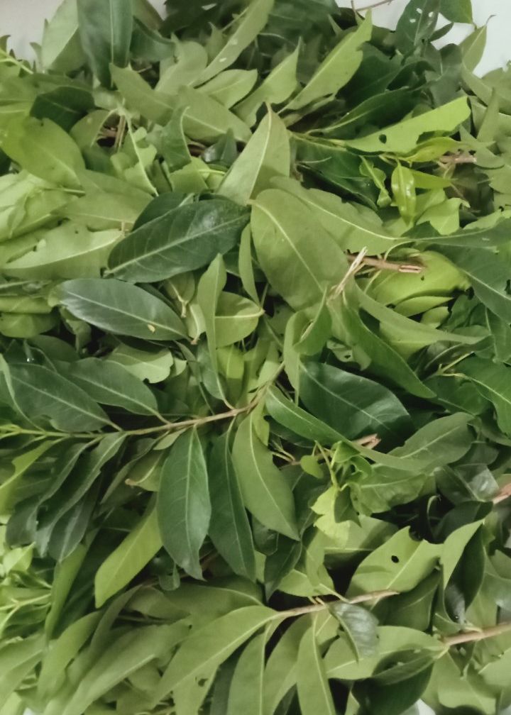 Green Leaves - Fresh Green Leaf Tea