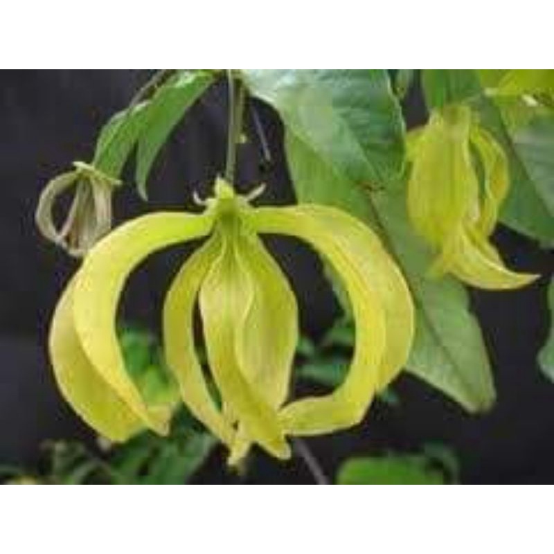 CÂY HOA DẺ VÀNG, HOA THƠM, CÂY CAO 80cm- 1M