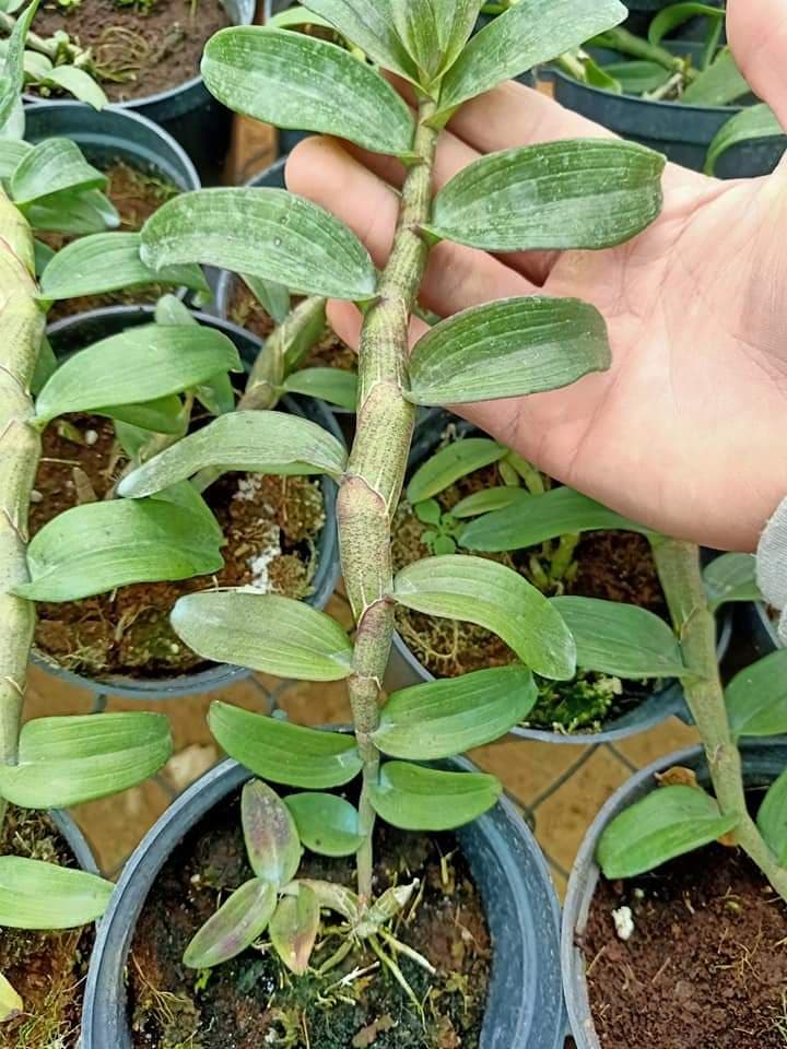 PHI ĐIỆP HỒNG NHẬT HẠ CHẬU NĂM HAI