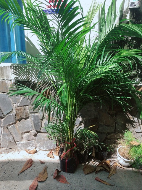 Bụi Cau Kiểng (chỉ giao hoả tốc)