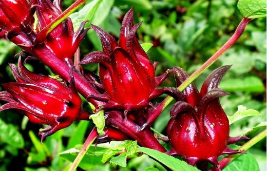 Giống RD Hoa Bụp Giấm RD 375 (2g)