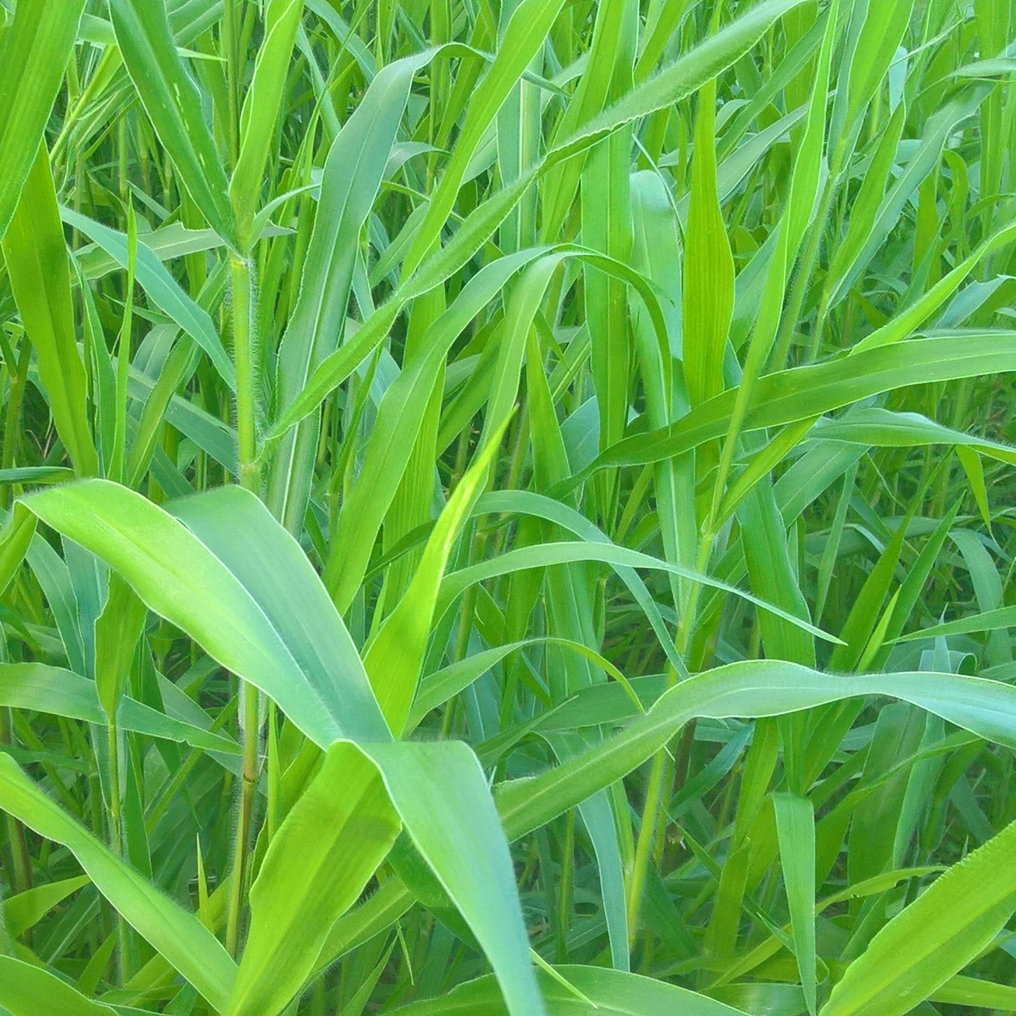 Ruzi - Hạt giống cỏ chịu giẫm đạp, chịu bóng râm - Cỏ dinh dưỡng cho chăn nuôi - Shop hoa cây cảnh Hà Nội