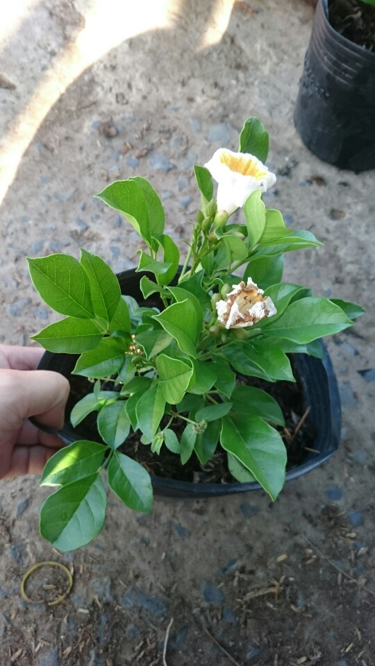 Cây Nguyệt Quế Thái - Cây cảnh sân vườn