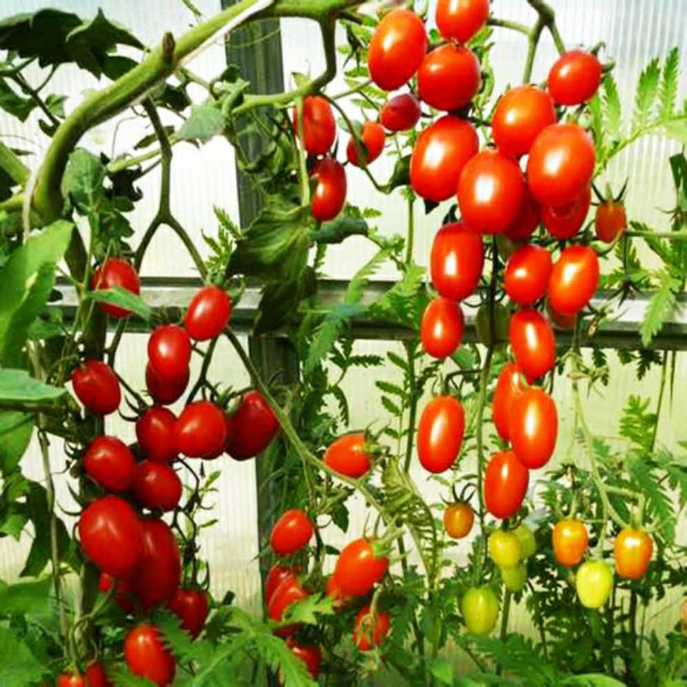 Hạt giống cà chua bi - gói 0,1gr