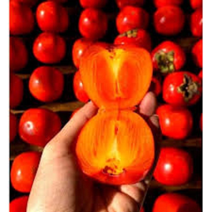 Cây giống hồng quả đỏ tặng 2 cây chè xanh