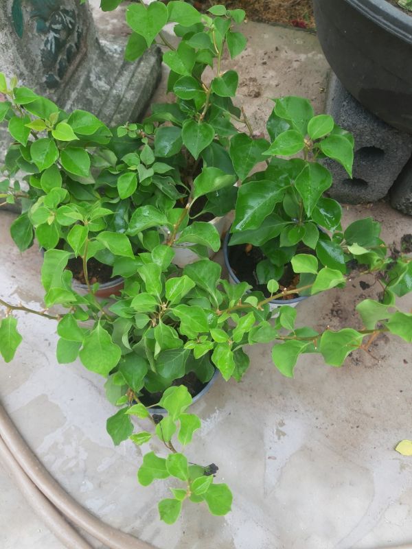 Cây hoa giấy màu hồng phớt