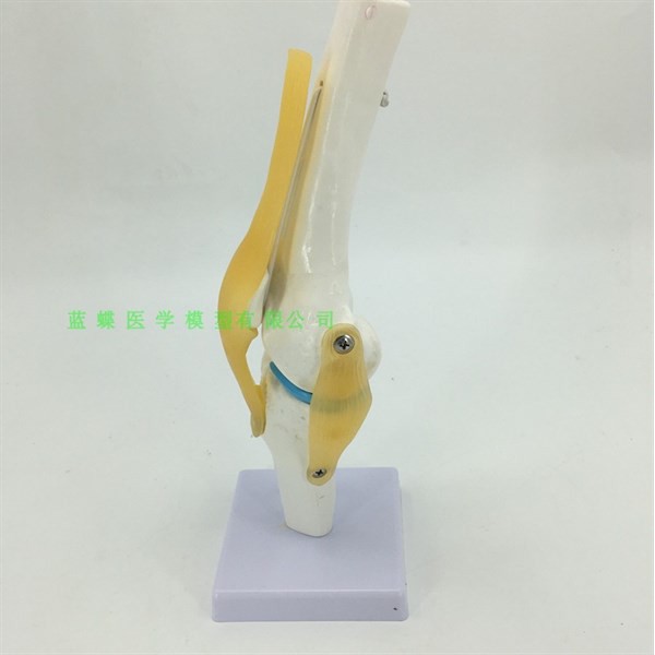 [HCM]Mô Hình Khớp Gối (Cái)