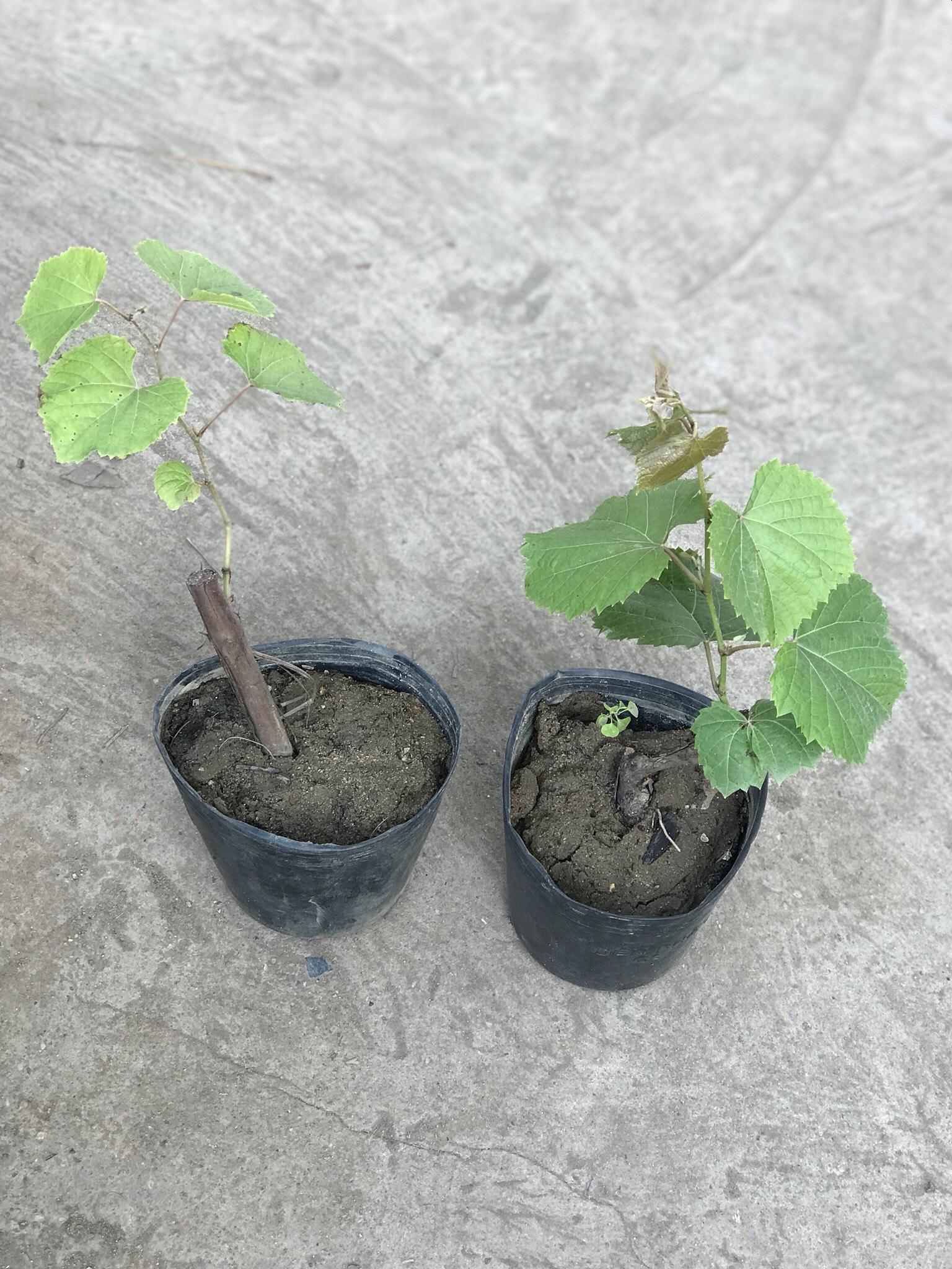 Cây giống nho ngón tay mỹ