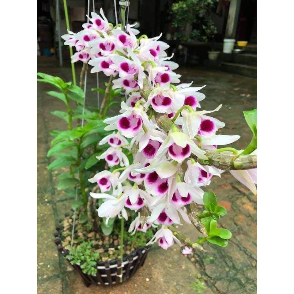 lan phi điệp tím cây giống