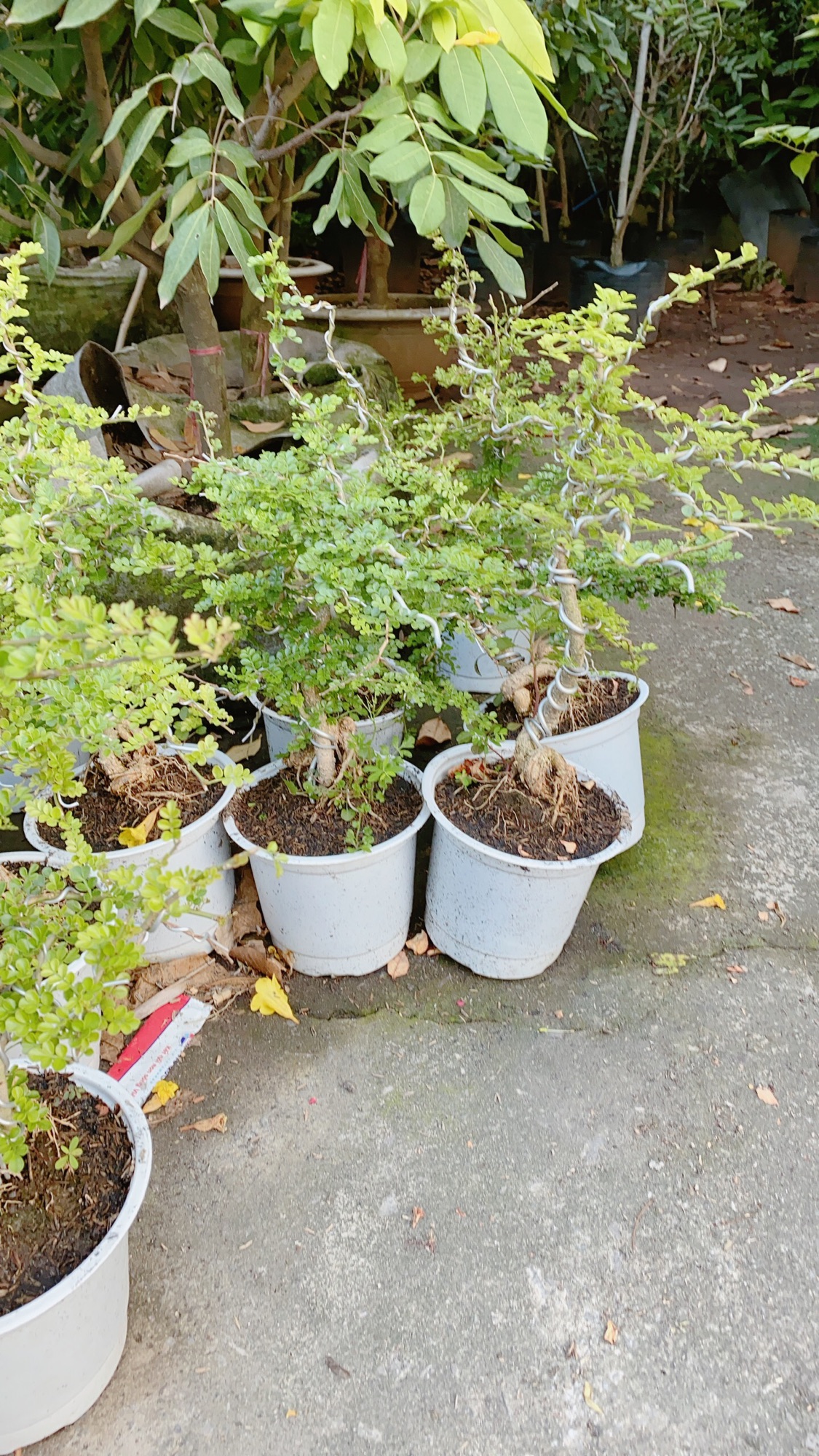 Cần Thăng Bonsai Lớn