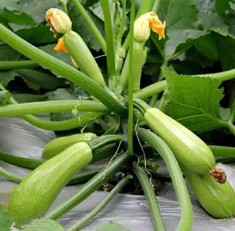 Túi 10 Hạt giống bí ngồi xanh