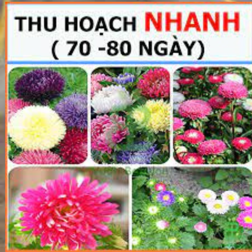 HHẠT GIỐNG CÚC ĐÀI  LOAN 100 HẠT MIX MÀU