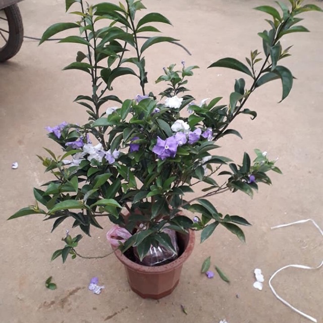 [CÂY THẬT Y HÌNH] Cây hoa nhài giống nhật