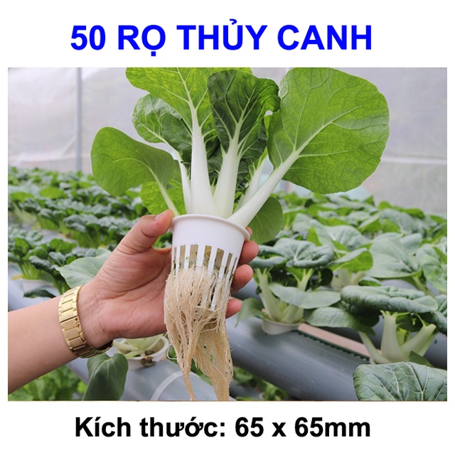 50 rọ trồng rau thủy canh 65 x 65mm | thủy canh cần thơ