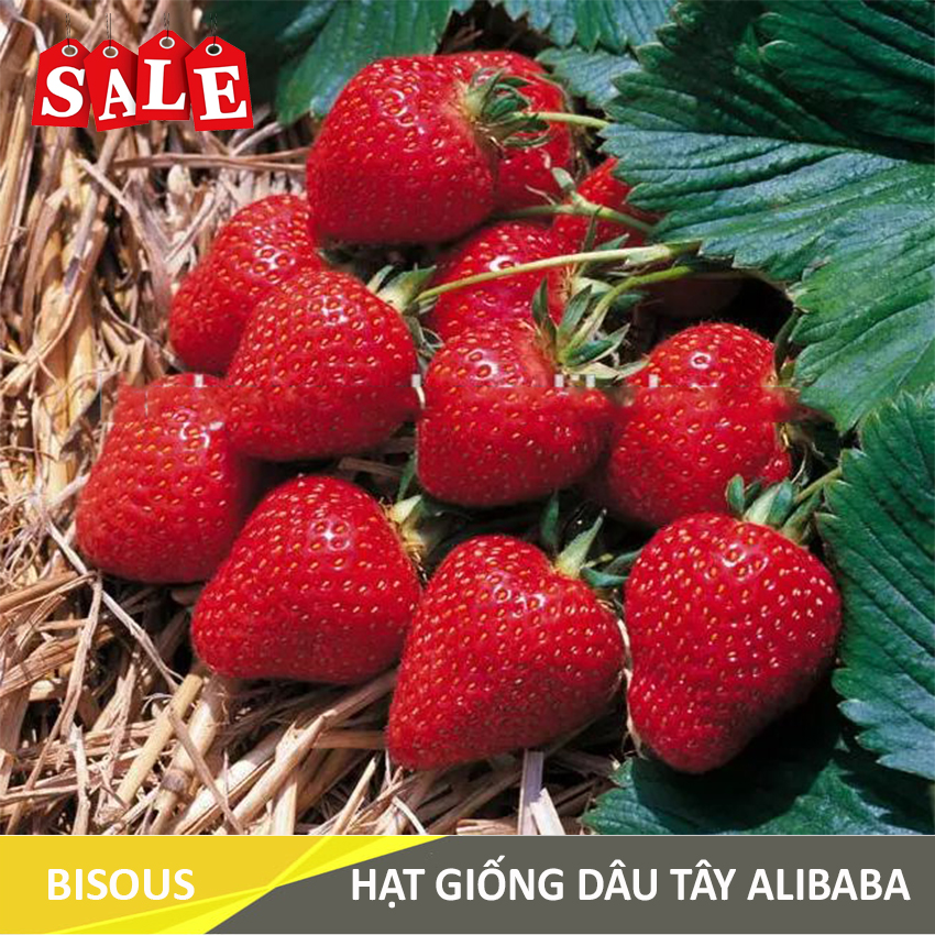 Hạt giống Dâu tây Q24 Bisous KLT 50 hạt