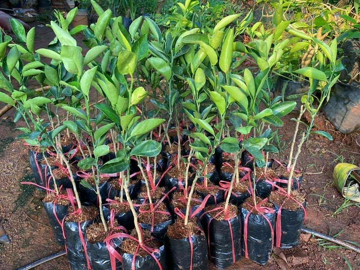 cây giống quýt đường thái lan