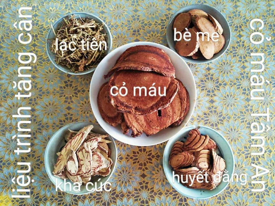 Cỏ máu Tâm An Quảng Bình