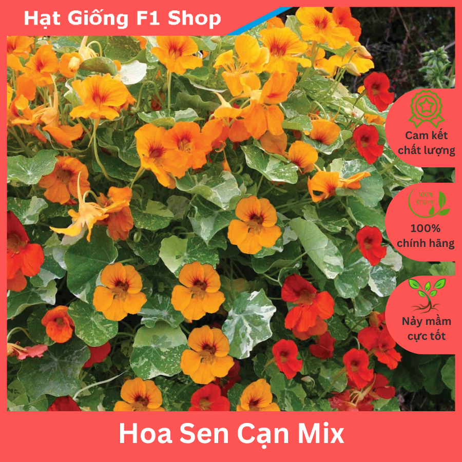 Hạt Giống Hoa Sen Cạn Chất Lượng F1 (15H) (119.F1)
