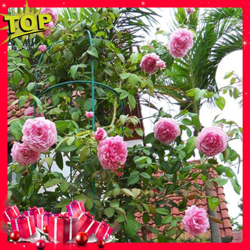 Bộ 03 Gói Hạt Giống Hoa Hồng Leo Pháp Mix