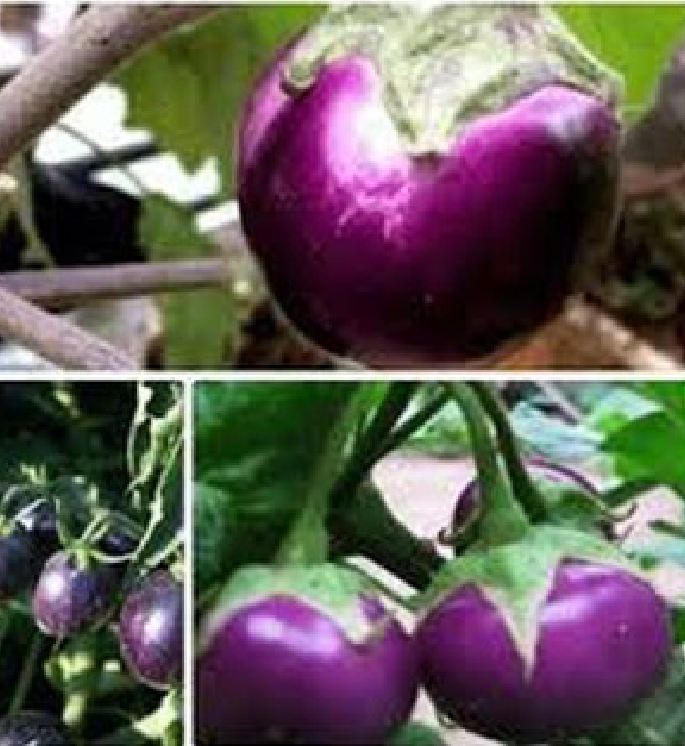 Combo 4 gói hạt giống cà (cà bát da ếch + bát trắng + pháo trắng + bát tím )