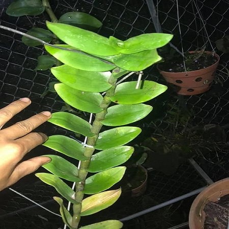 Hoa phong lan giả hạc-tím yên tử(cao 30cm ,trồng thuần ấm chậu)