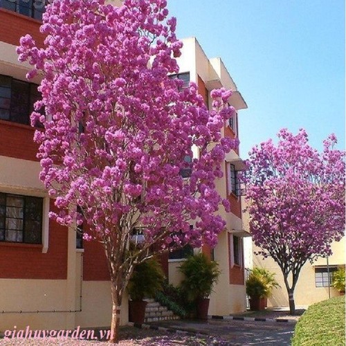 CÂY GIỐNG PHONG LINH TÍM