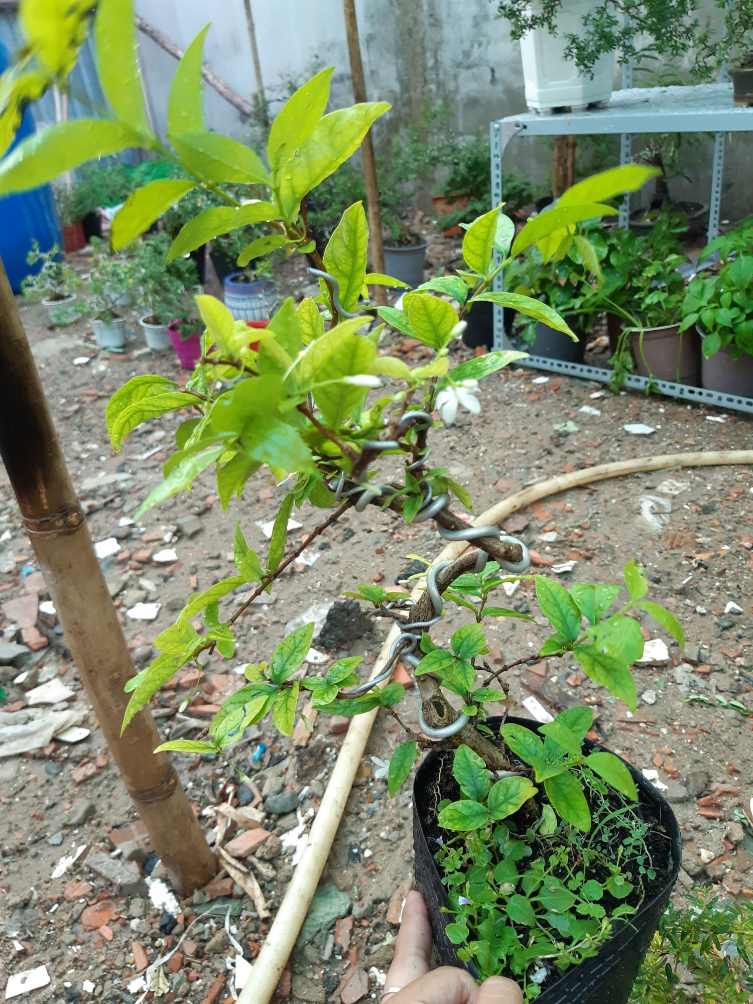 mai chiếu thủy bonsai mini