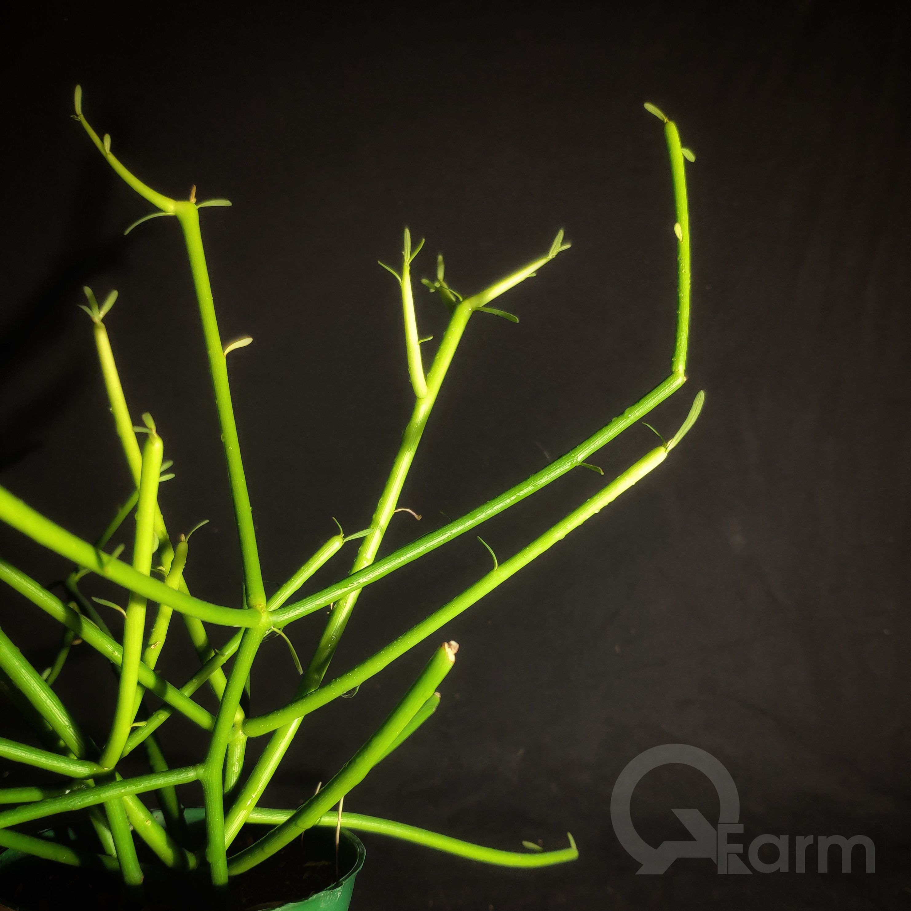 Cây san hô xanh (giao, xương khô, pencil cactus)