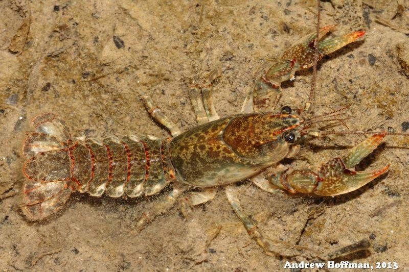 Combo 5 thức ăn tôm tép cảnh Crawfish