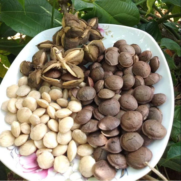 500gr hạt sachi ( đã rang chín)