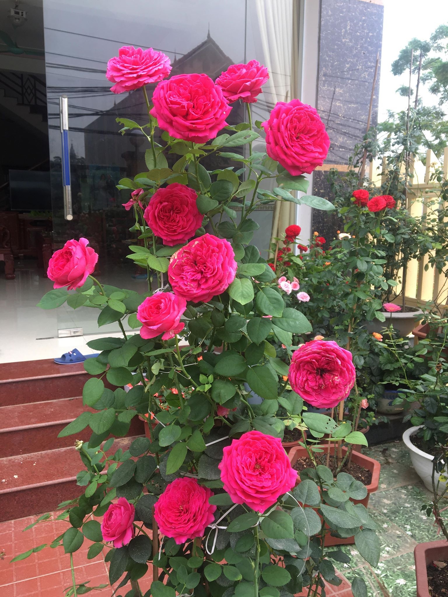 (Mời Mùa) 3 hoa hồng ngoại bụi Kate Rose xinh