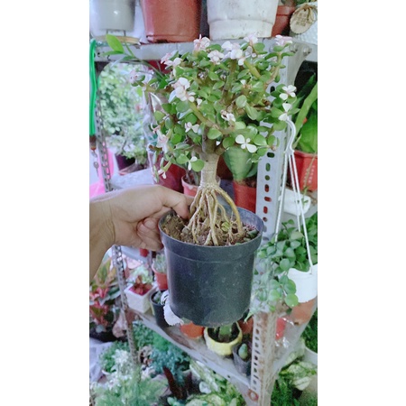 Cành Vàng Lá Ngọc