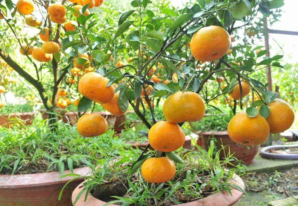 cây giống quýt đường thái lan