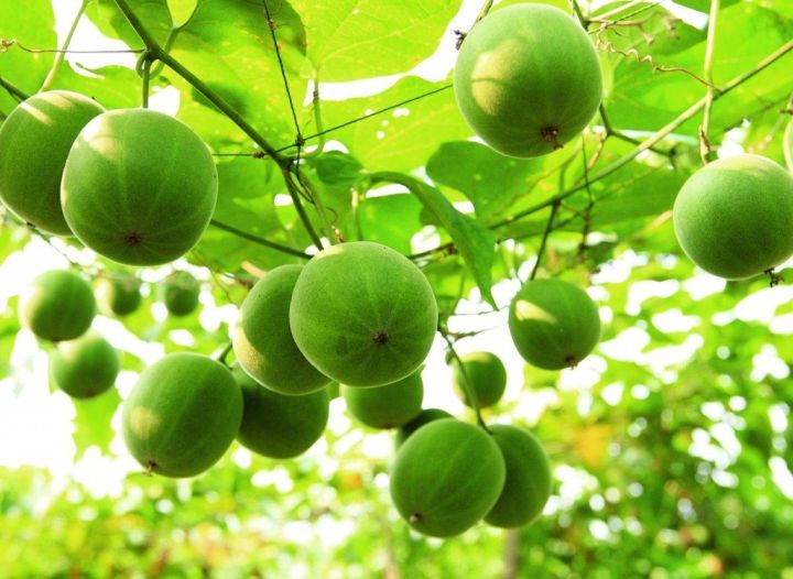 Hạt giống cây la hán quả - 1 gói 5 hạt