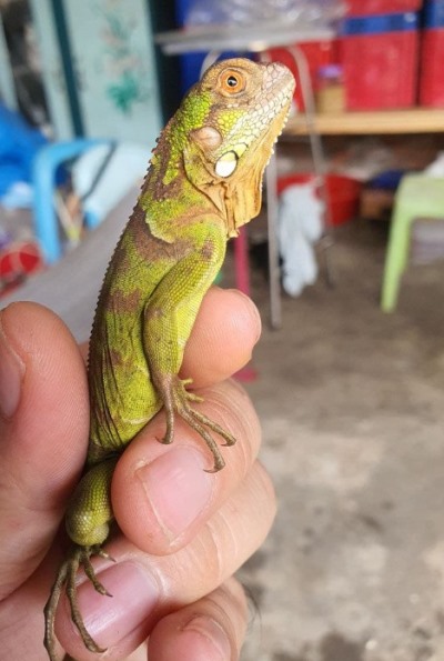 Iguana Rồng Nam Mỹ Đỏ Baby