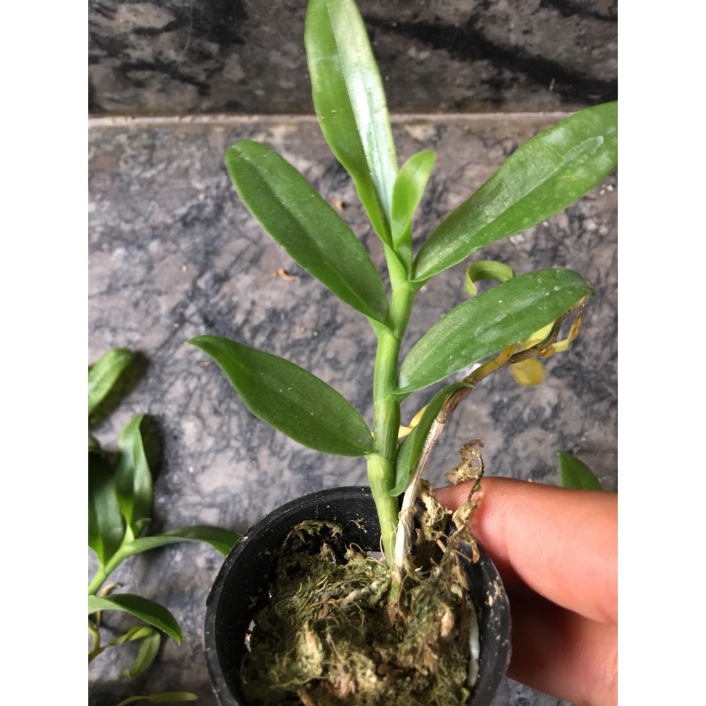Phi điệp 5ct pt hàng năm một
