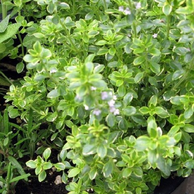 Hạt giống cây xạ hương -gói 100 hạt