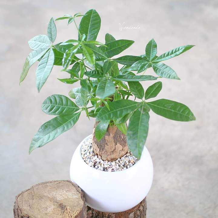 Chậu Sứ Trồng Cây (tặng kèm đất)