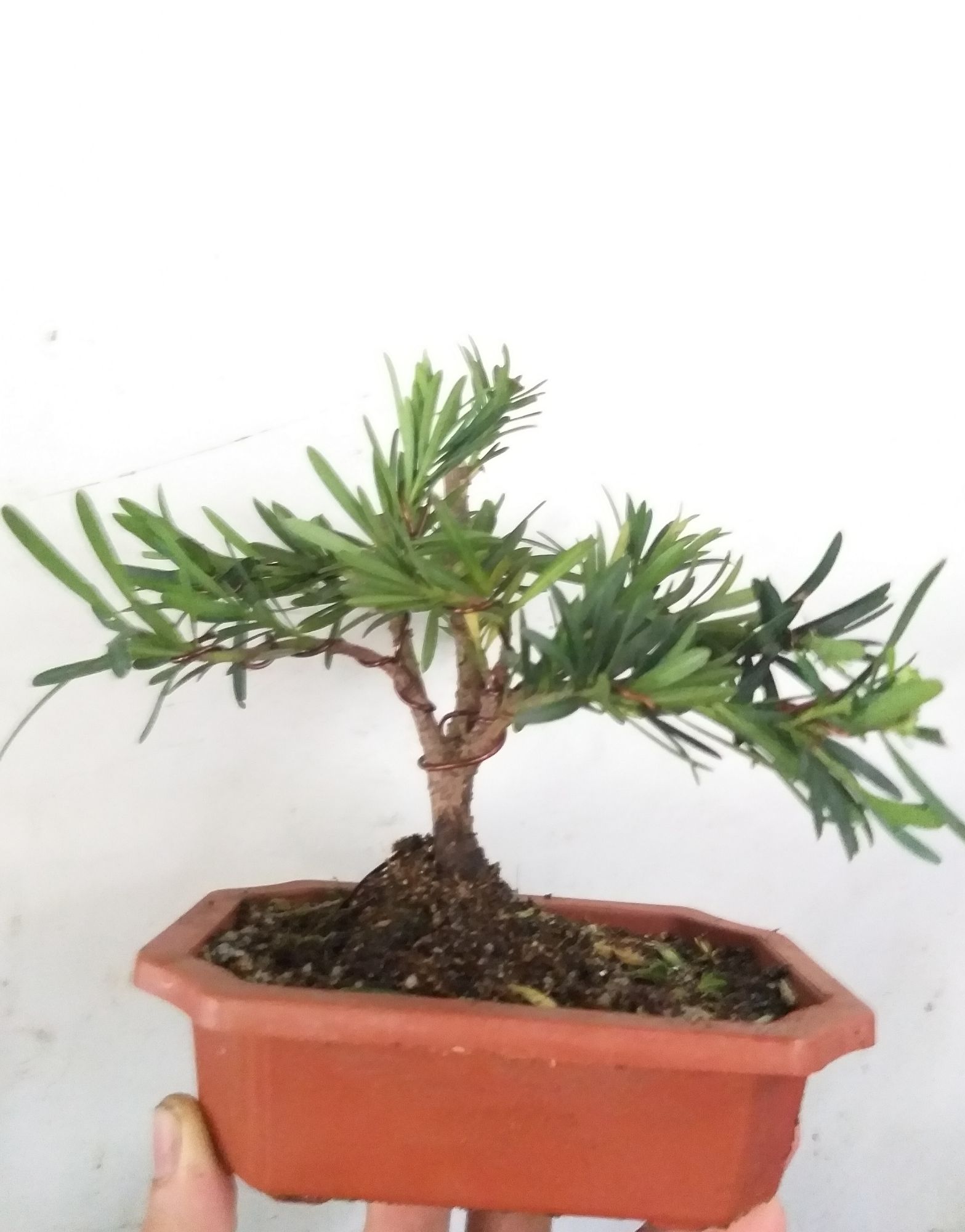 [HCM]Van niên Tùng bonsai mini