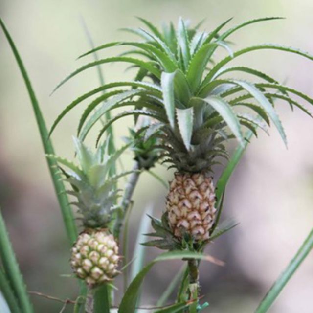 Cây dứa kiểng (thơm baby) chưa trái, sản phẩm đa dạng về mẫu mã, màu sắc, chất lượng đảm bảo, vui lòng inbox để shop tư vấn thêm +tặng 3 cây xanh