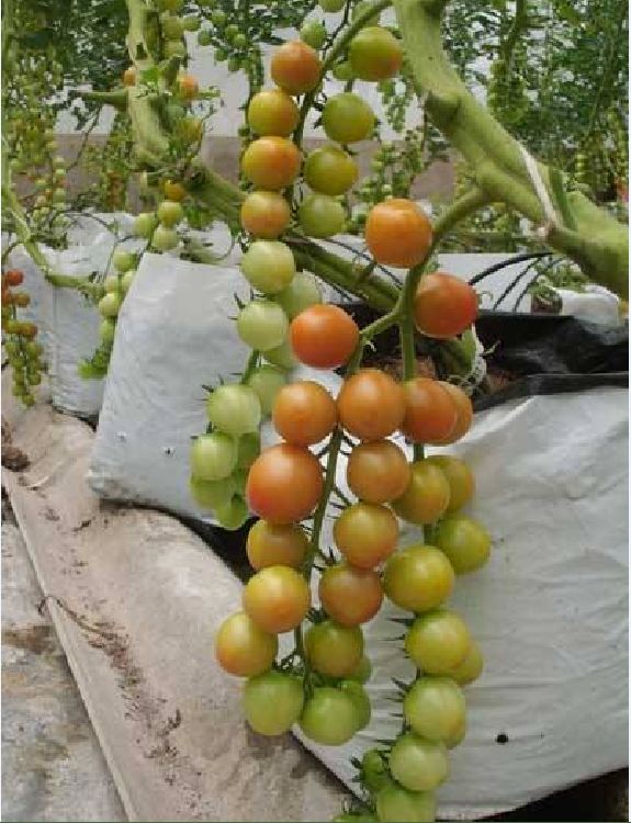 Hạt giống cà chua chùm ( bi cherry vàng ) 1 gói 30 hạt