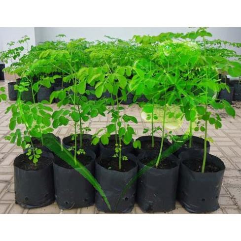 Hạt giống chùm ngây - gói 10 hạt