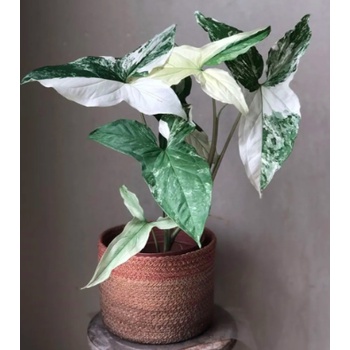 Trầu bà đột biến trắng Syngonium Pidophyllium Albo Variegata