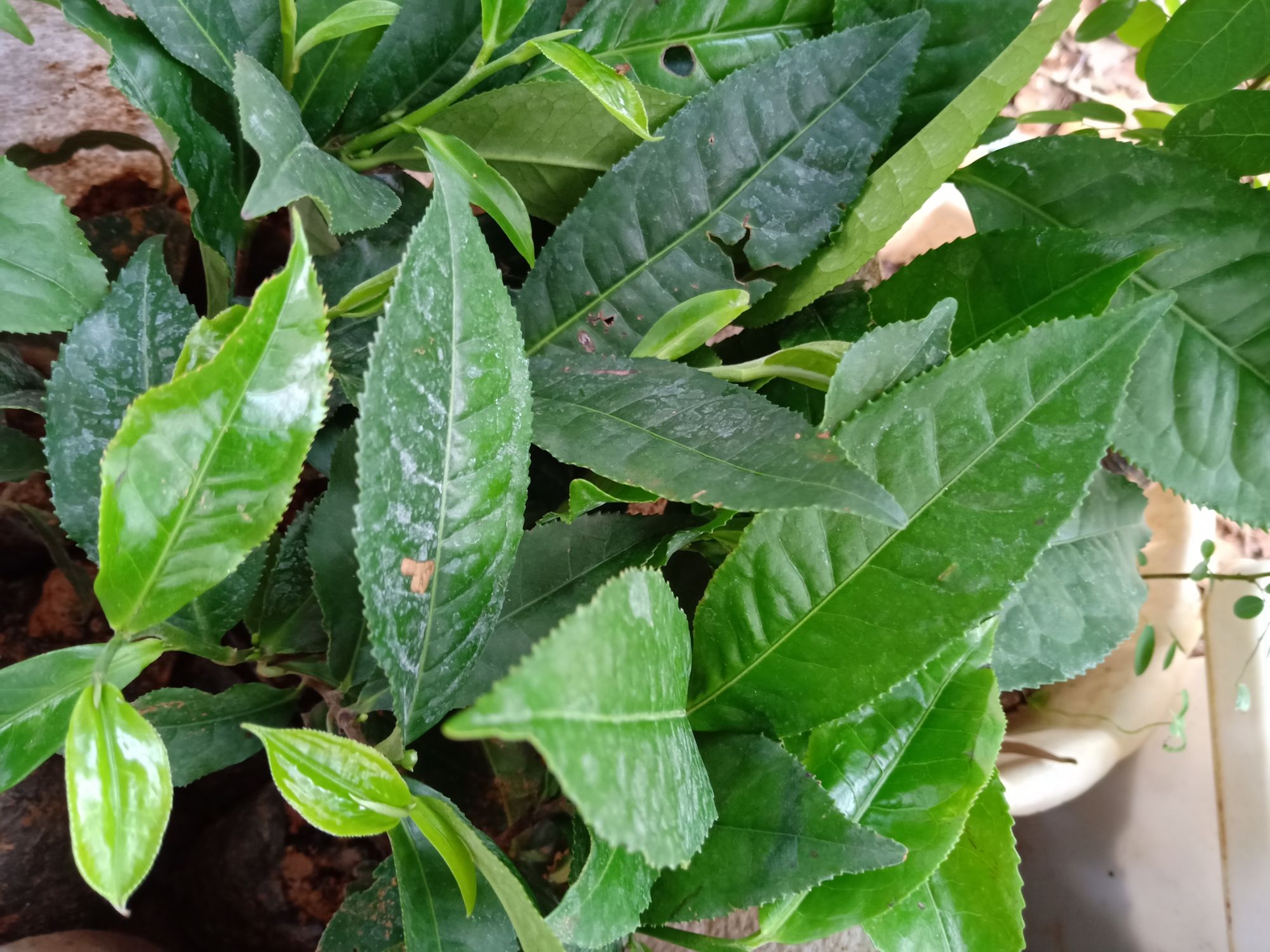 Cây chè Shan Tuyết giống