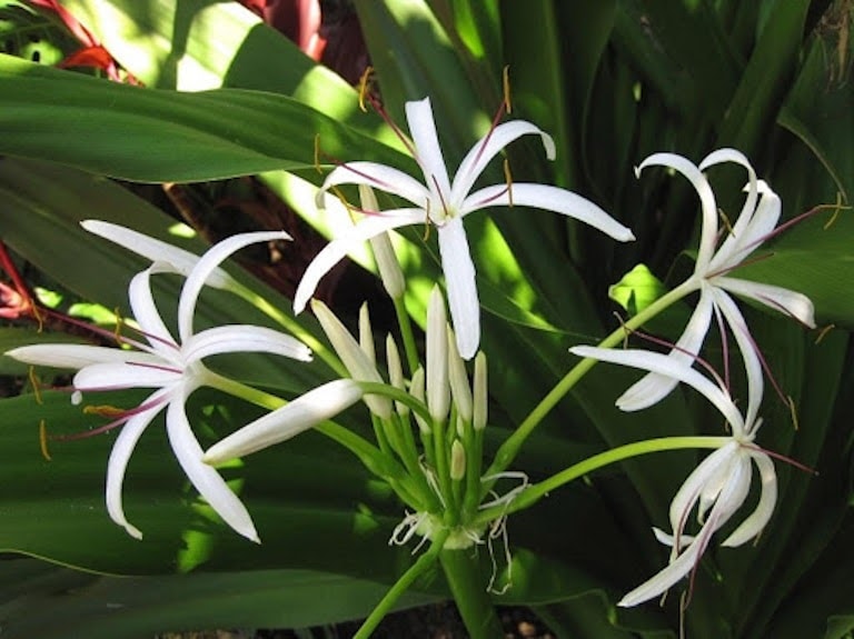 Củ giống cây đại tướng quân (cây NÁNG TRẮNG)