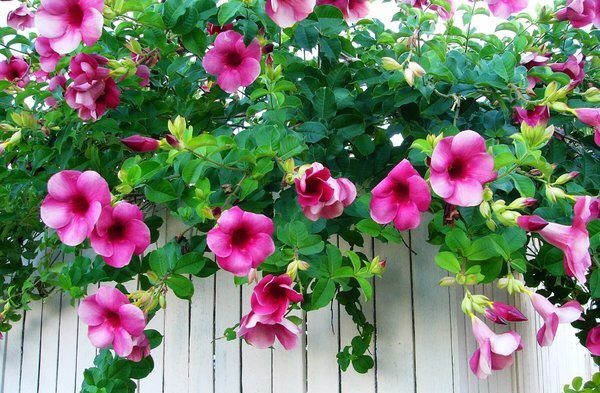 Cây huỳnh anh tím giống mới