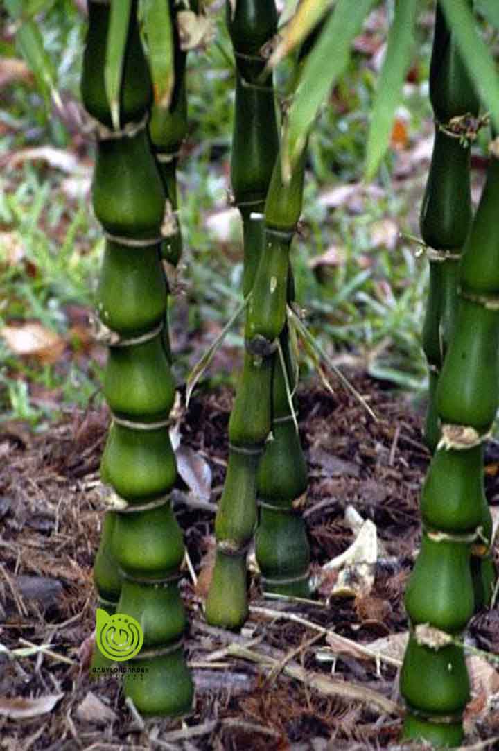 CHẬU CÂY TRÚC ĐÙI GÀ ĐẸP